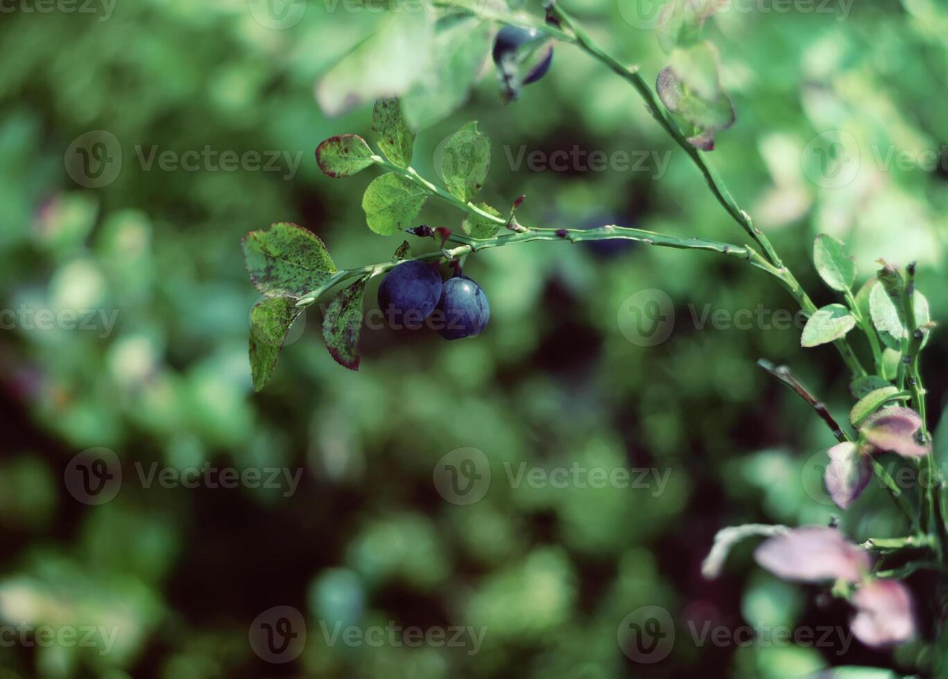 Ripe fresh blueberry photo