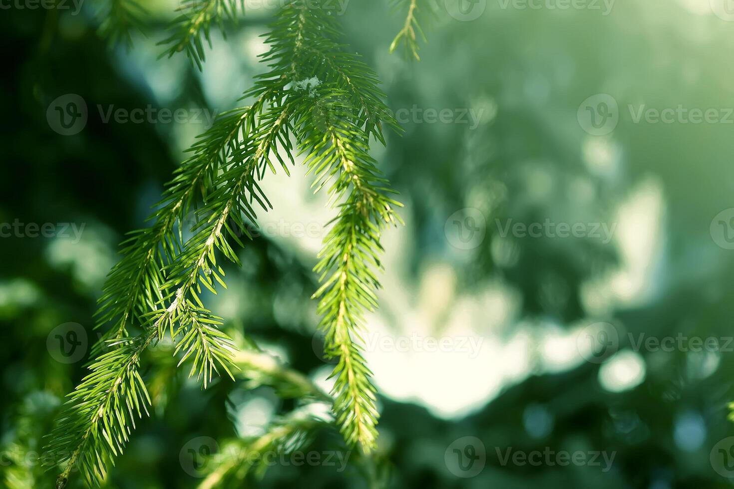 Snow covered fir tree branches outdoors. photo