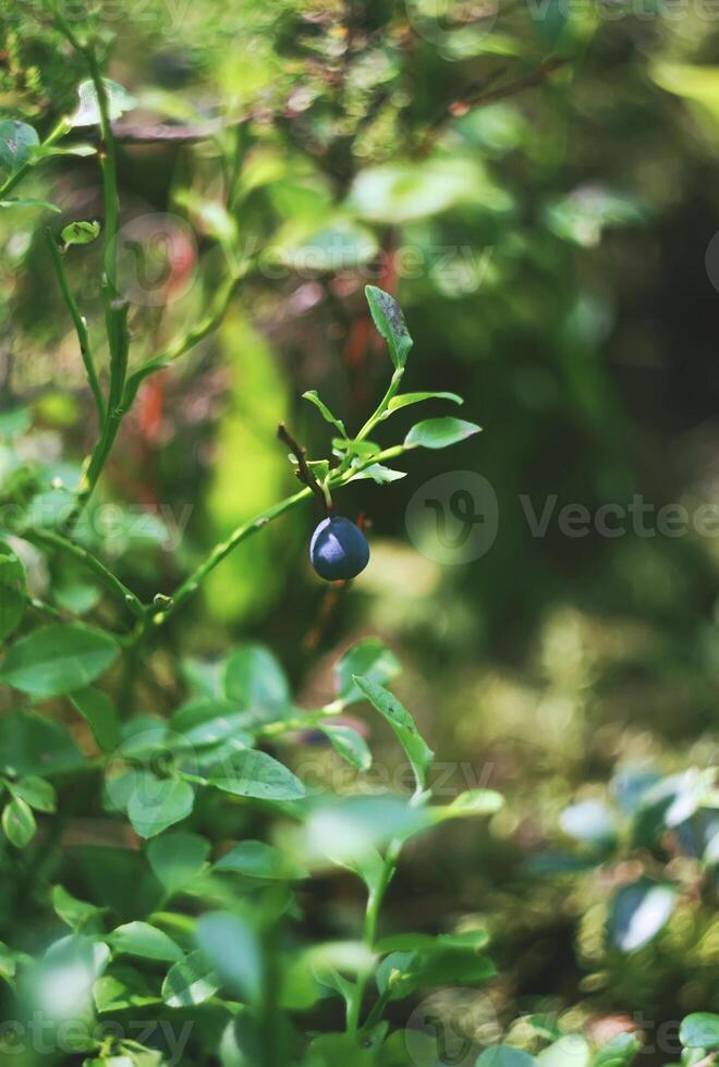 Blueberry in the forest photo