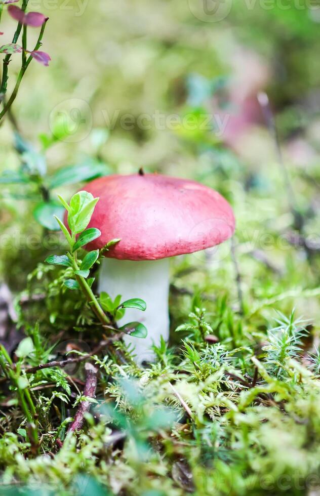 Birch mushroom growing in forest grass photo