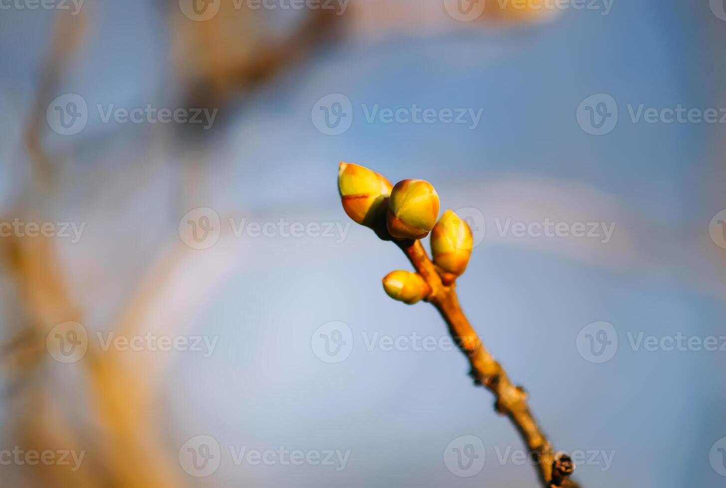 Buds and first leaves on tree branches. photo