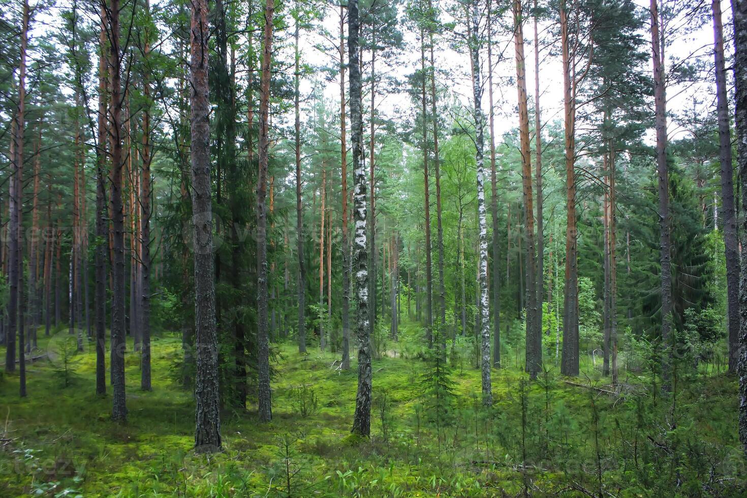 pino arboles en verano bosque. foto