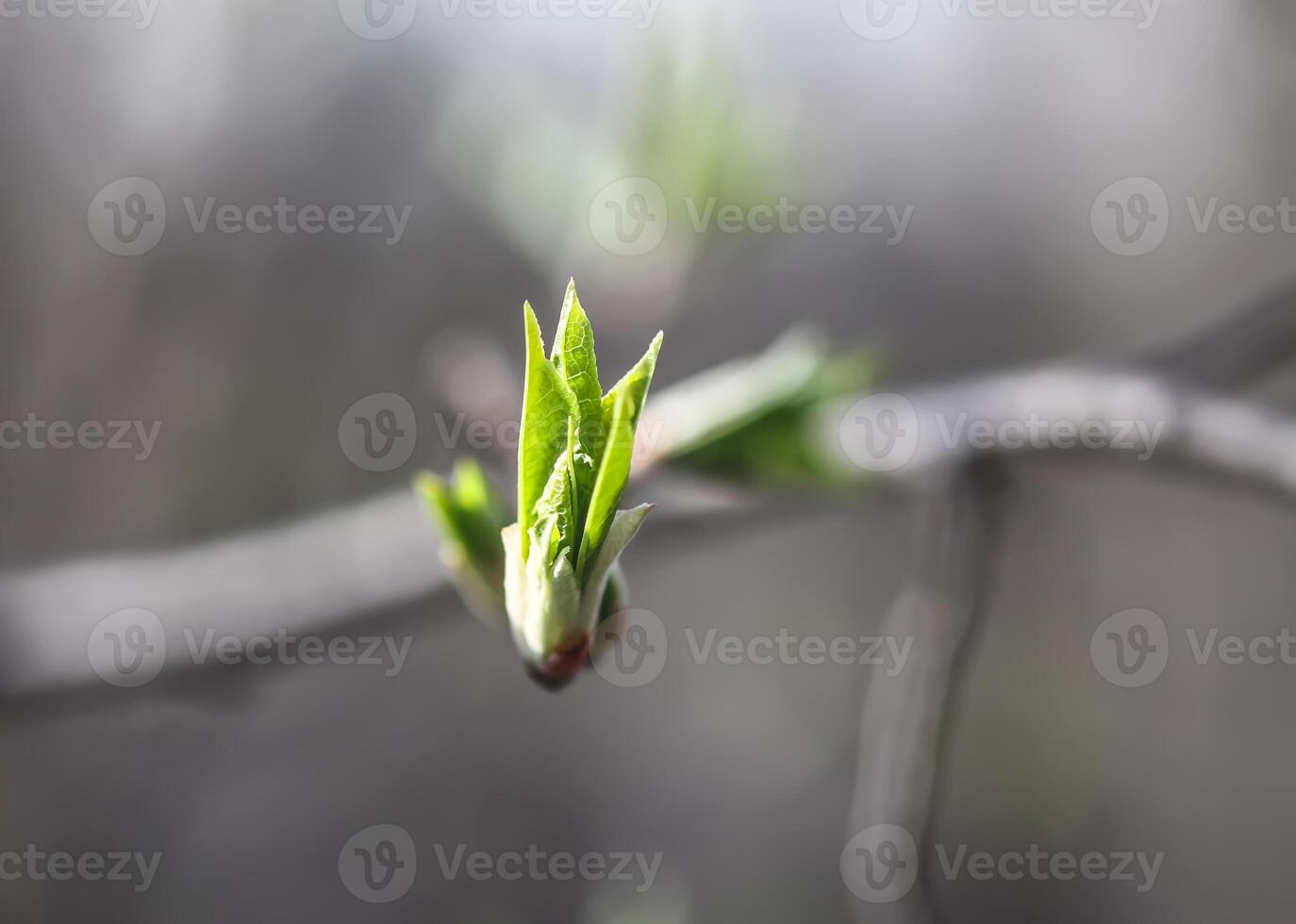 Buds and first leaves on tree branches. photo