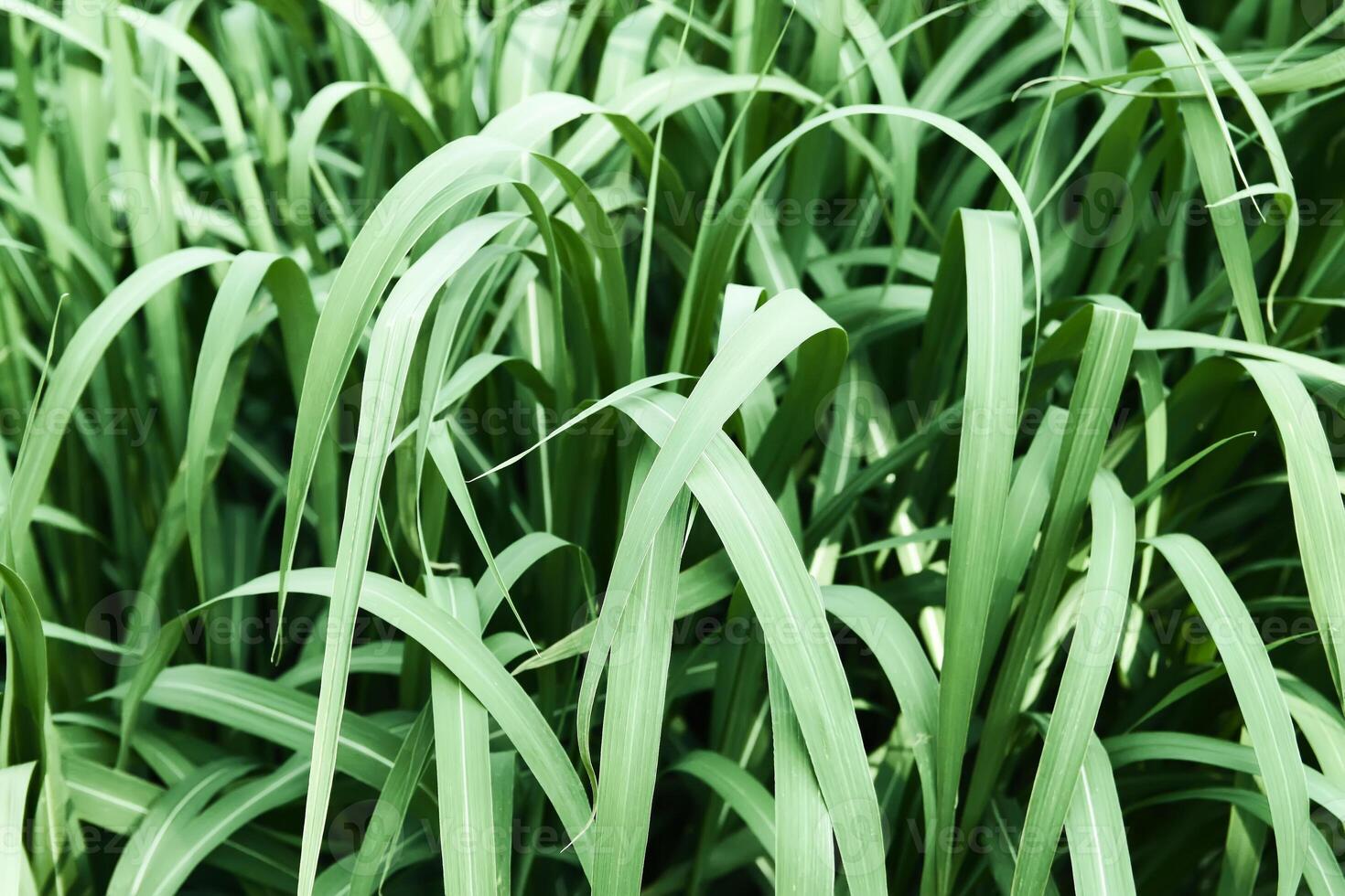 Fresh green grass close up. photo