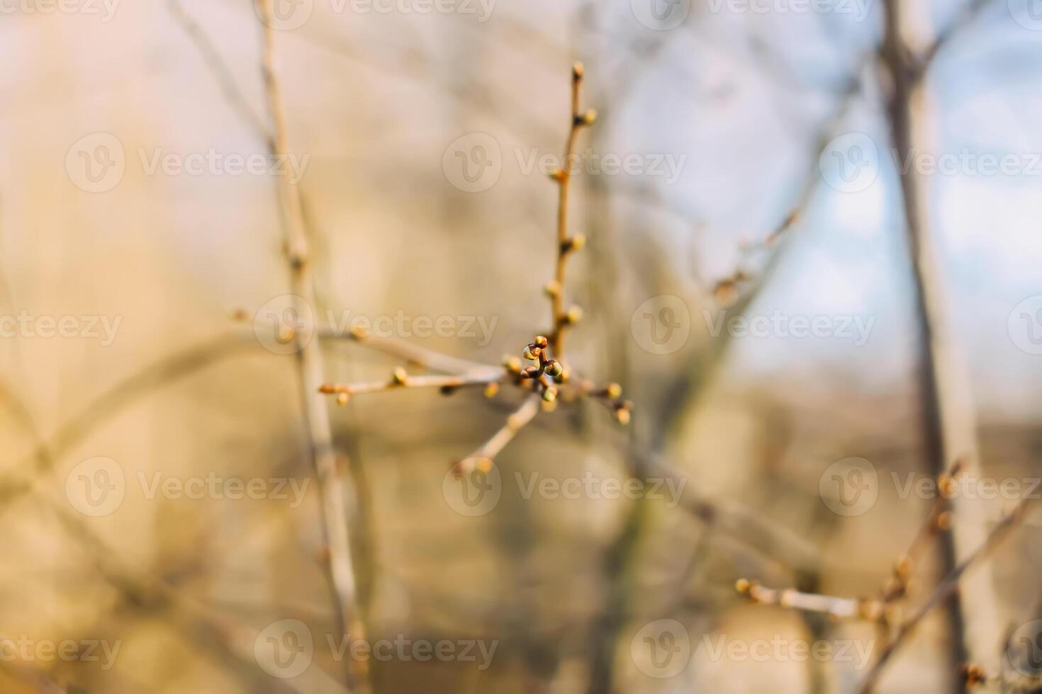 Buds and first leaves on tree branches. photo