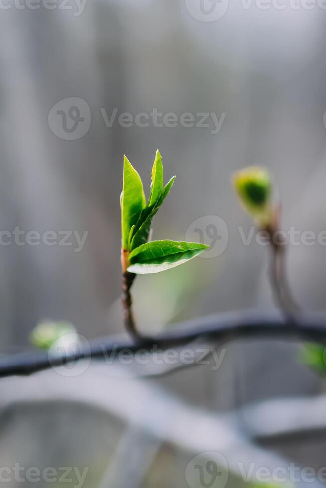 brotes y primero hojas en árbol sucursales. foto