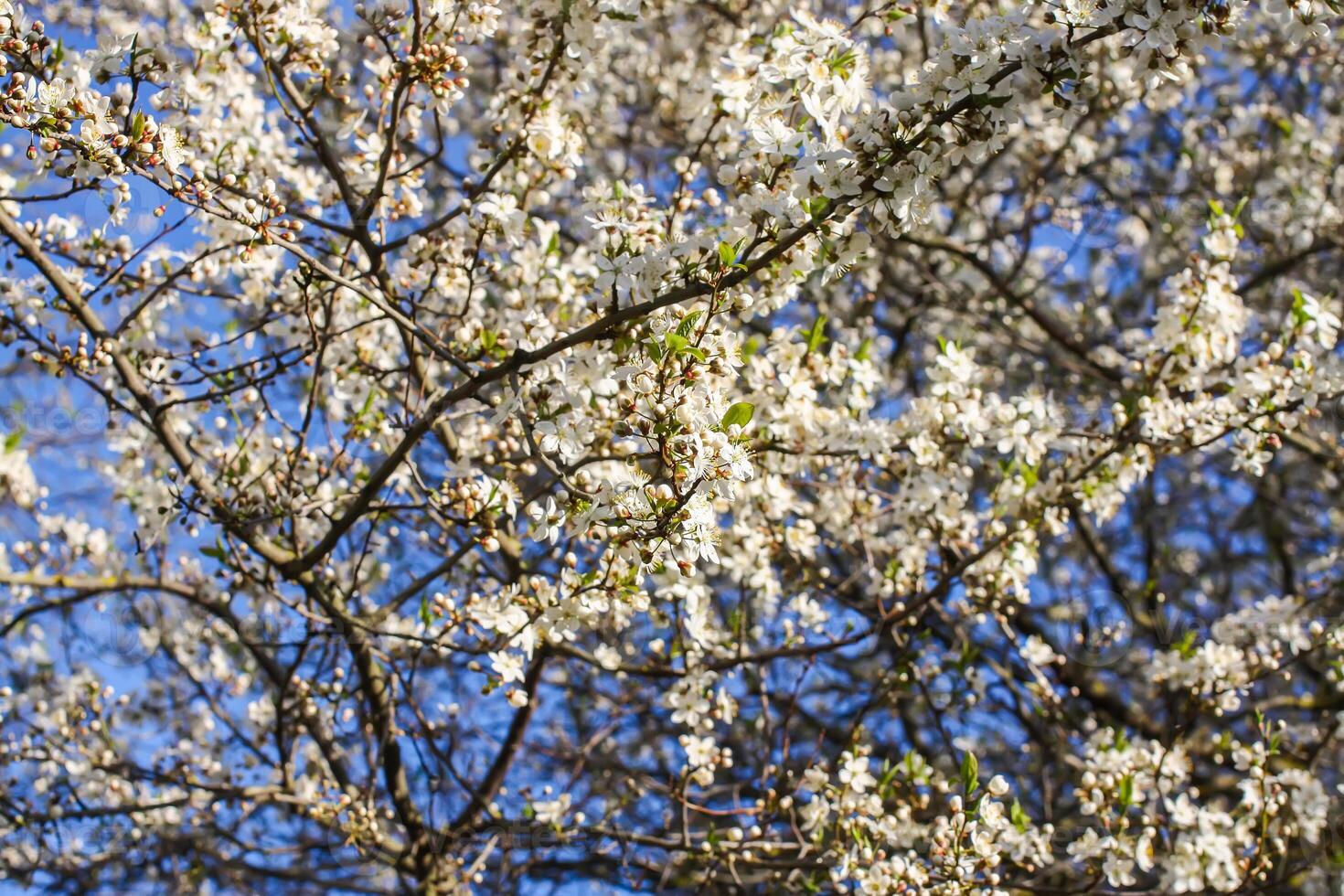 Bunches of appe tree blossom with white flowers against the blue sky background. photo