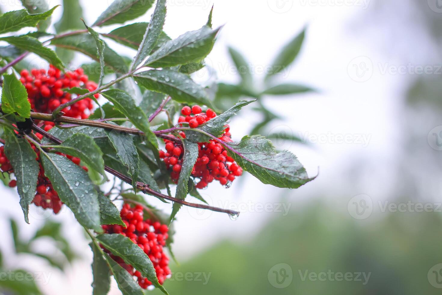 Sambucus racemosa, common red elderberry, red-berried elder berries on the branch in the garden. photo