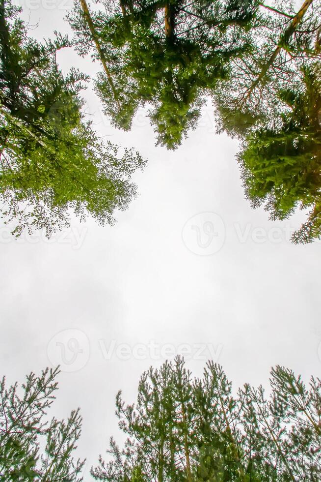 Tree tops in a summer forest. photo