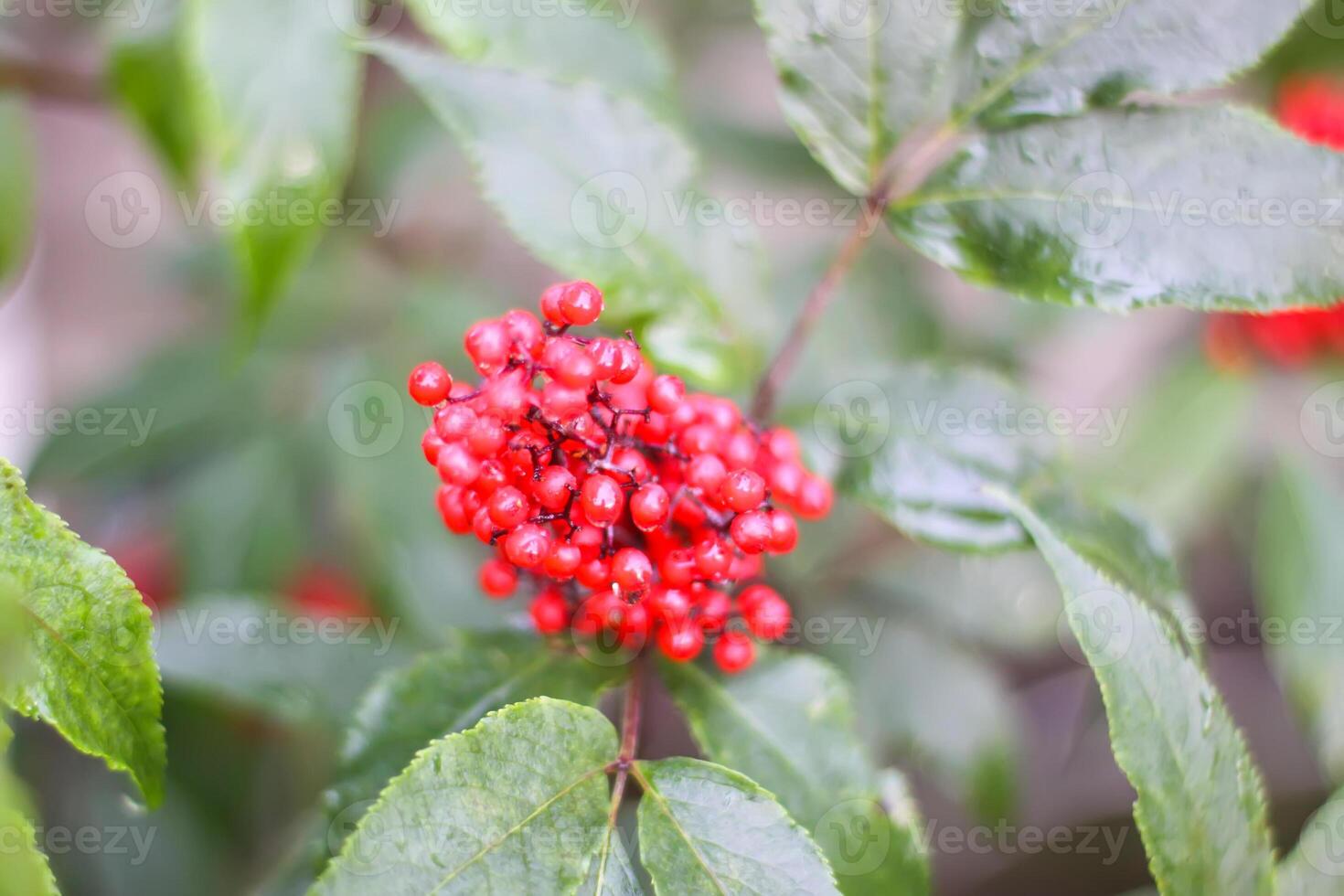 Sambucus racemosa, common red elderberry, red-berried elder berries on the branch in the garden. photo