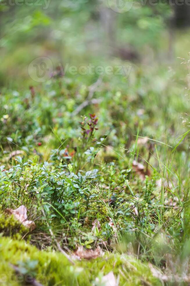 Wild blueberry in summer forest. photo