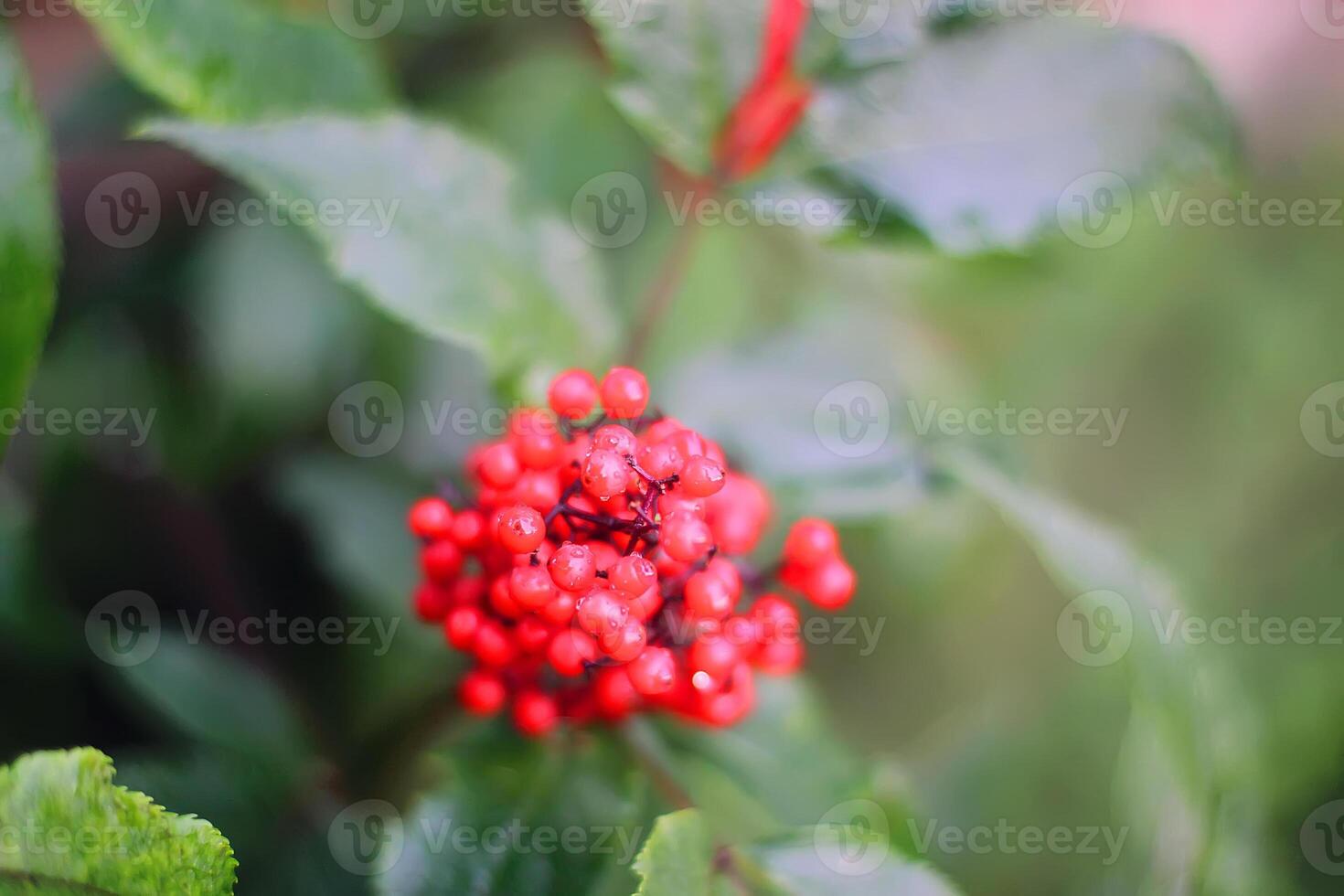 Sambucus racemosa, common red elderberry, red-berried elder berries on the branch in the garden. photo
