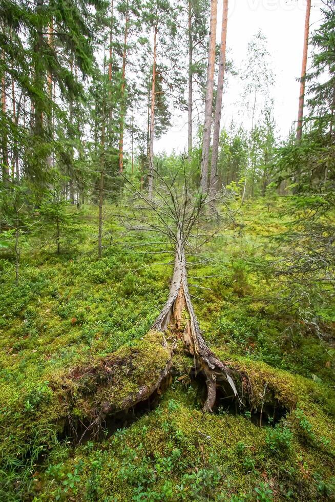 desarraigado arboles después huracán en un bosque en este Europa foto