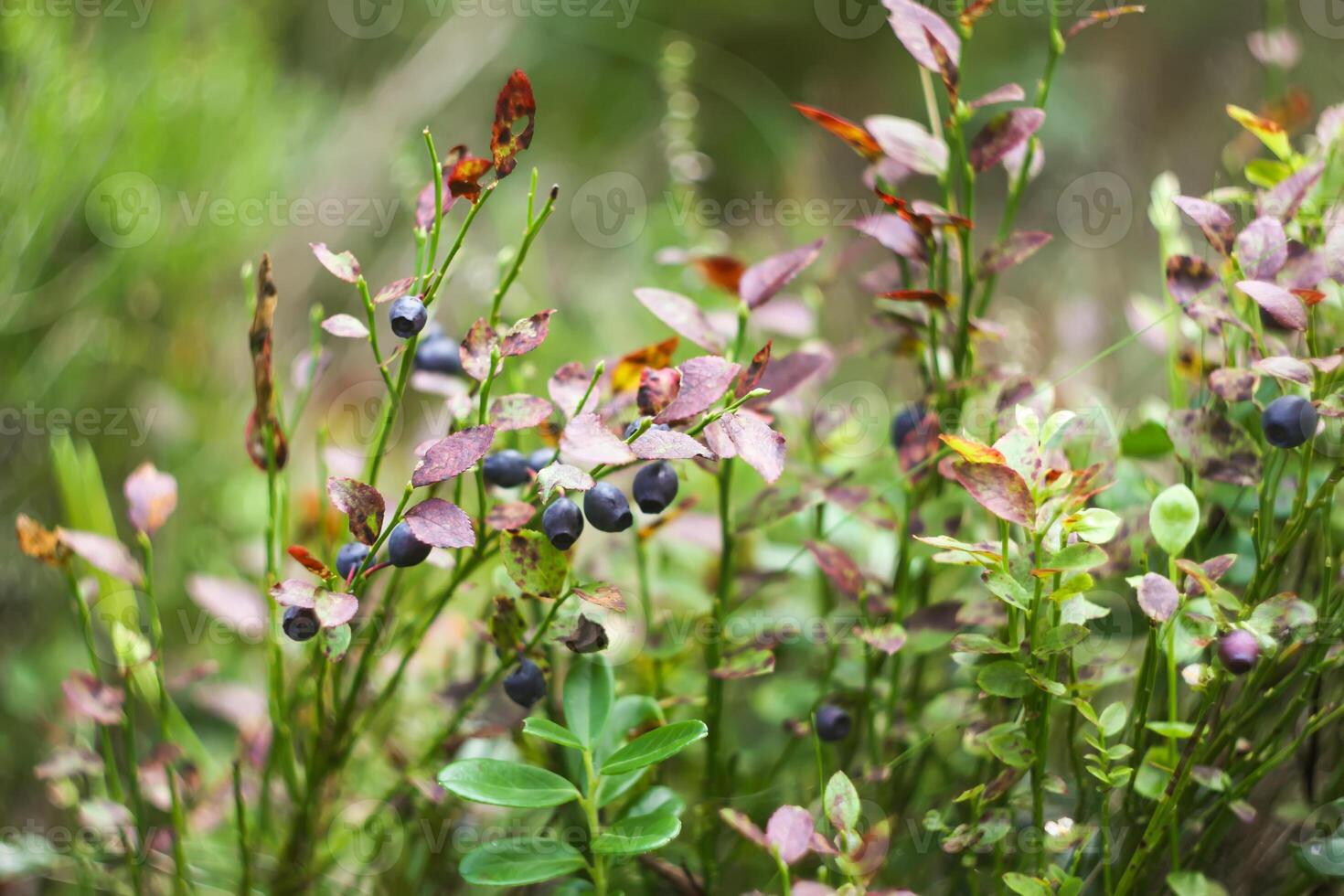 Wild blueberry in summer forest. photo