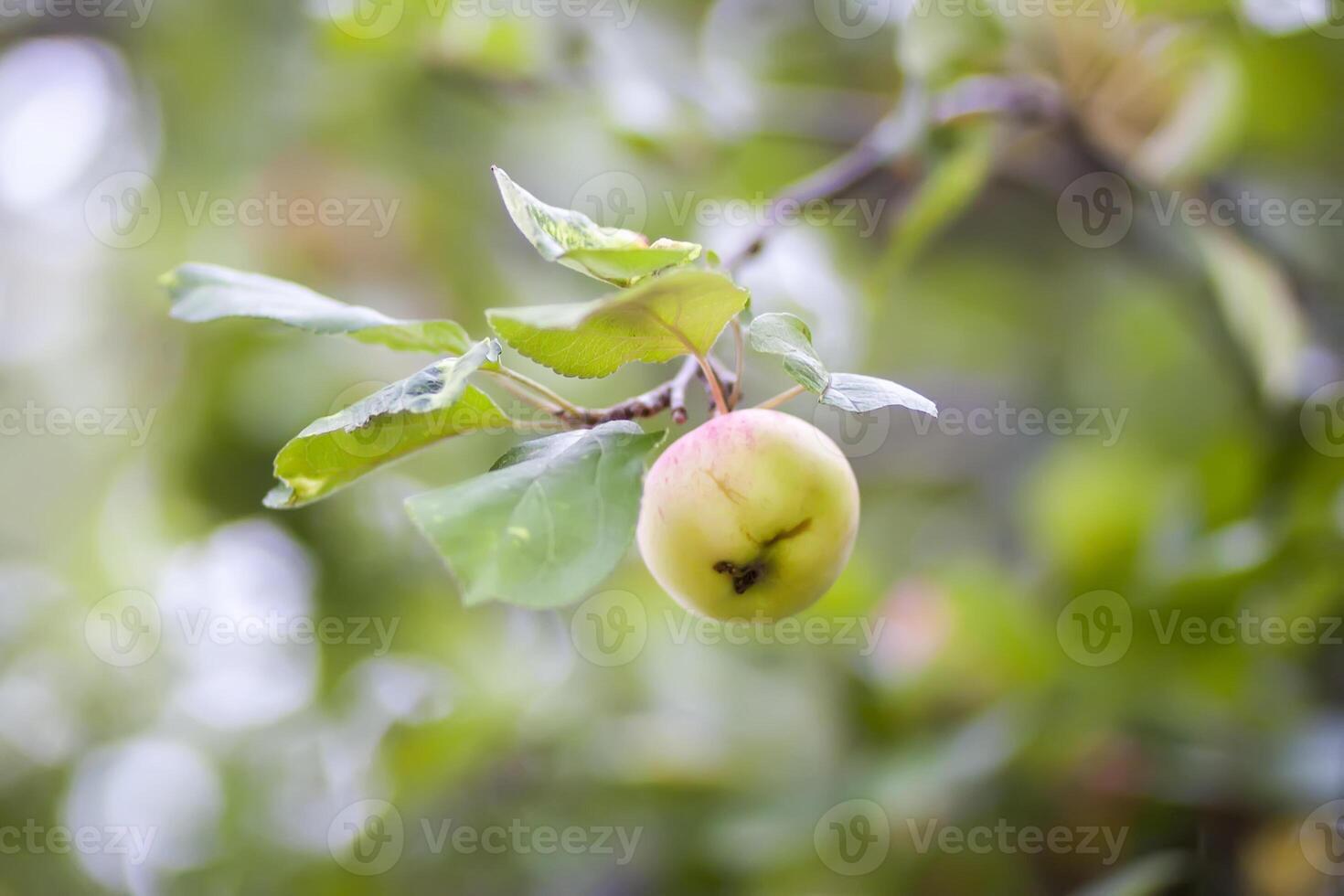 rojo maduro manzanas en árbol rama foto