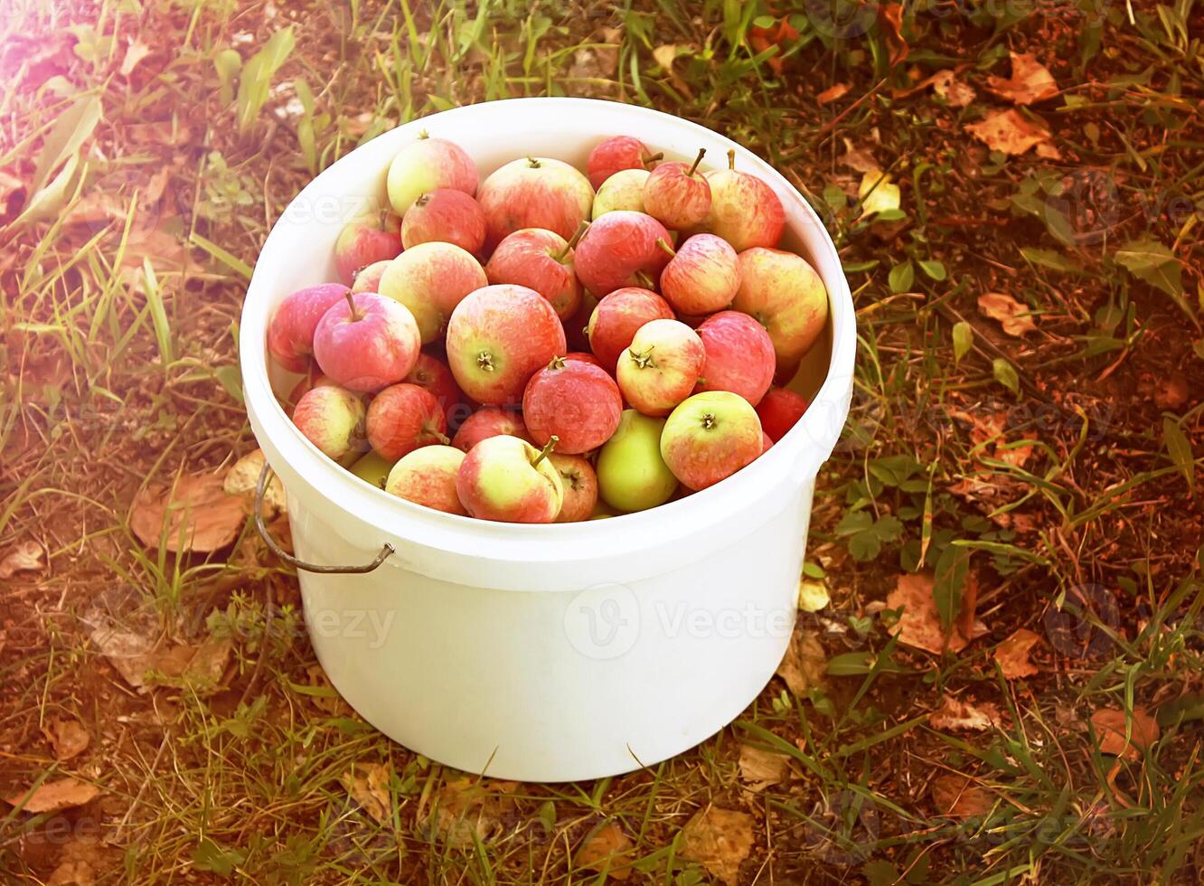 manzanas maduras frescas foto