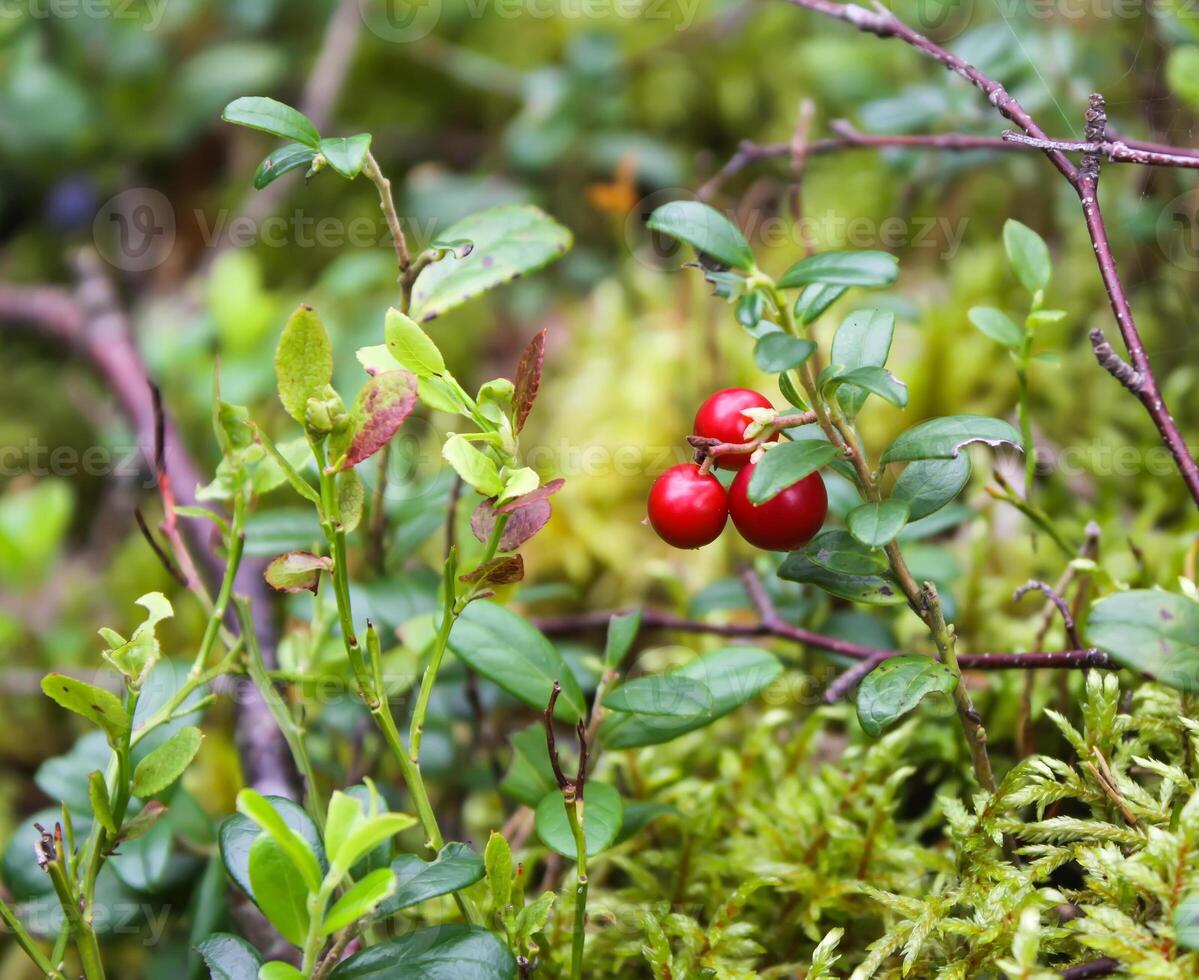 Wild cranberry in summer forest. photo