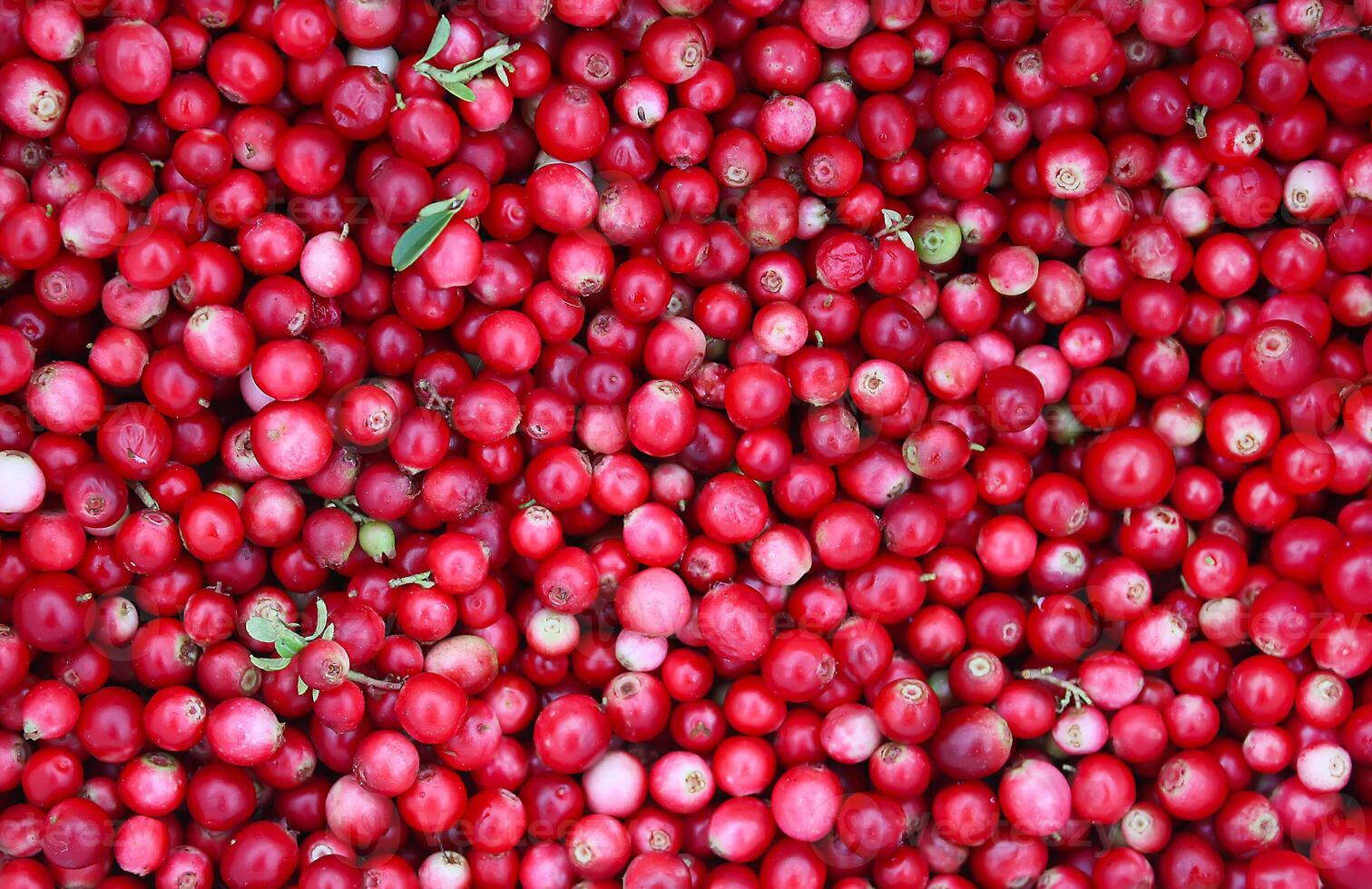 Freshly picked cranberries photo