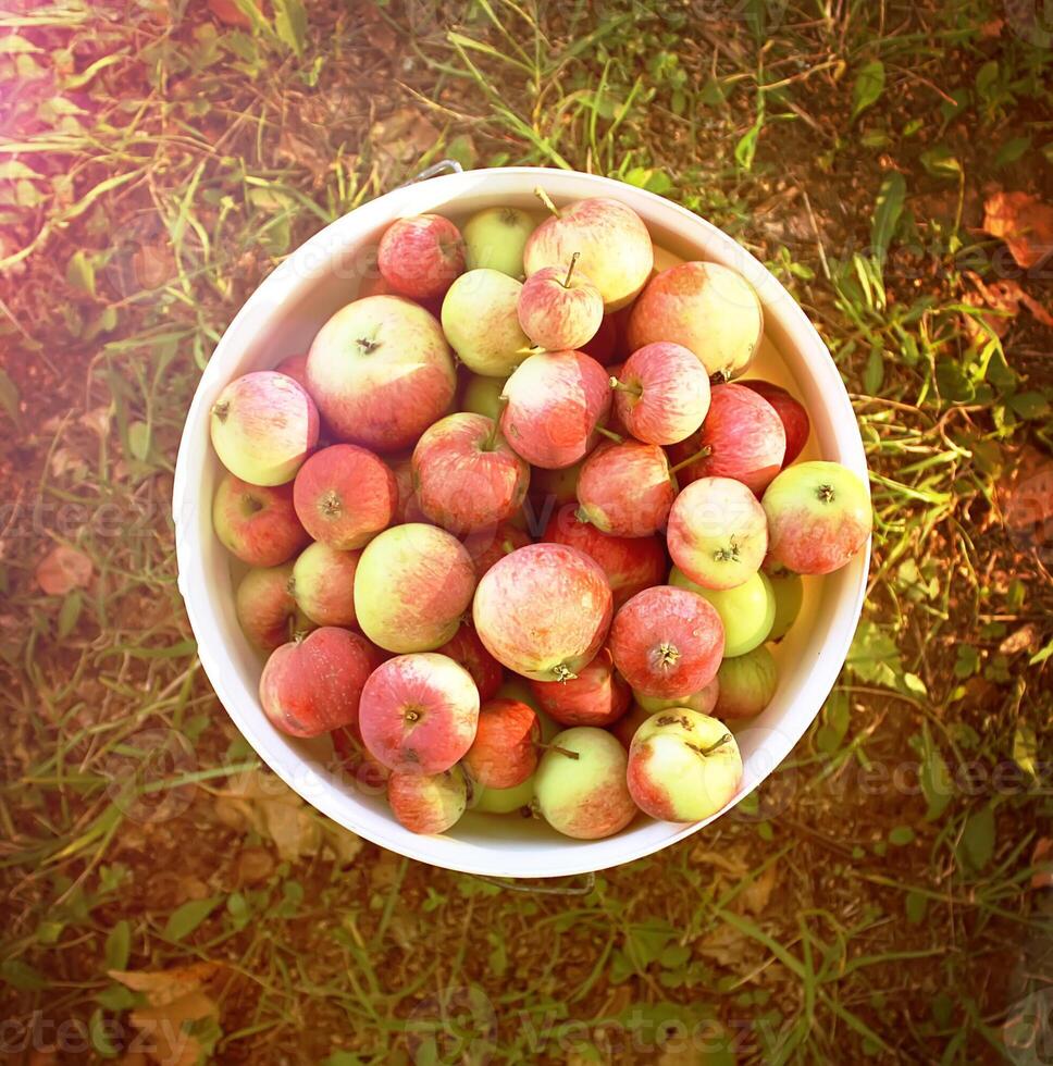 manzanas maduras frescas foto