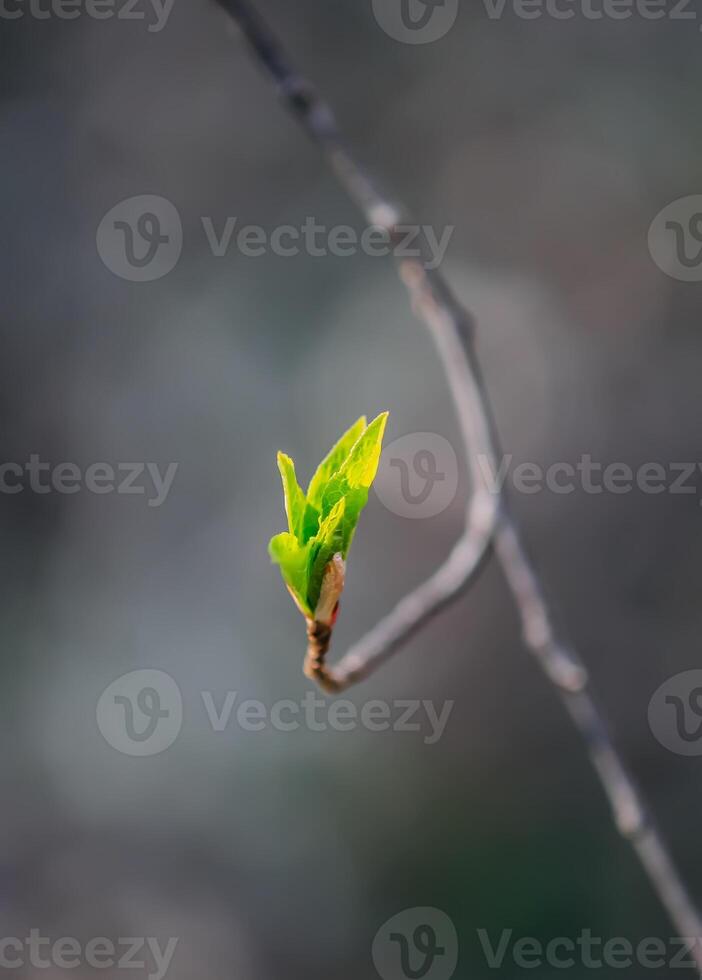 Buds and first leaves on tree branches. photo