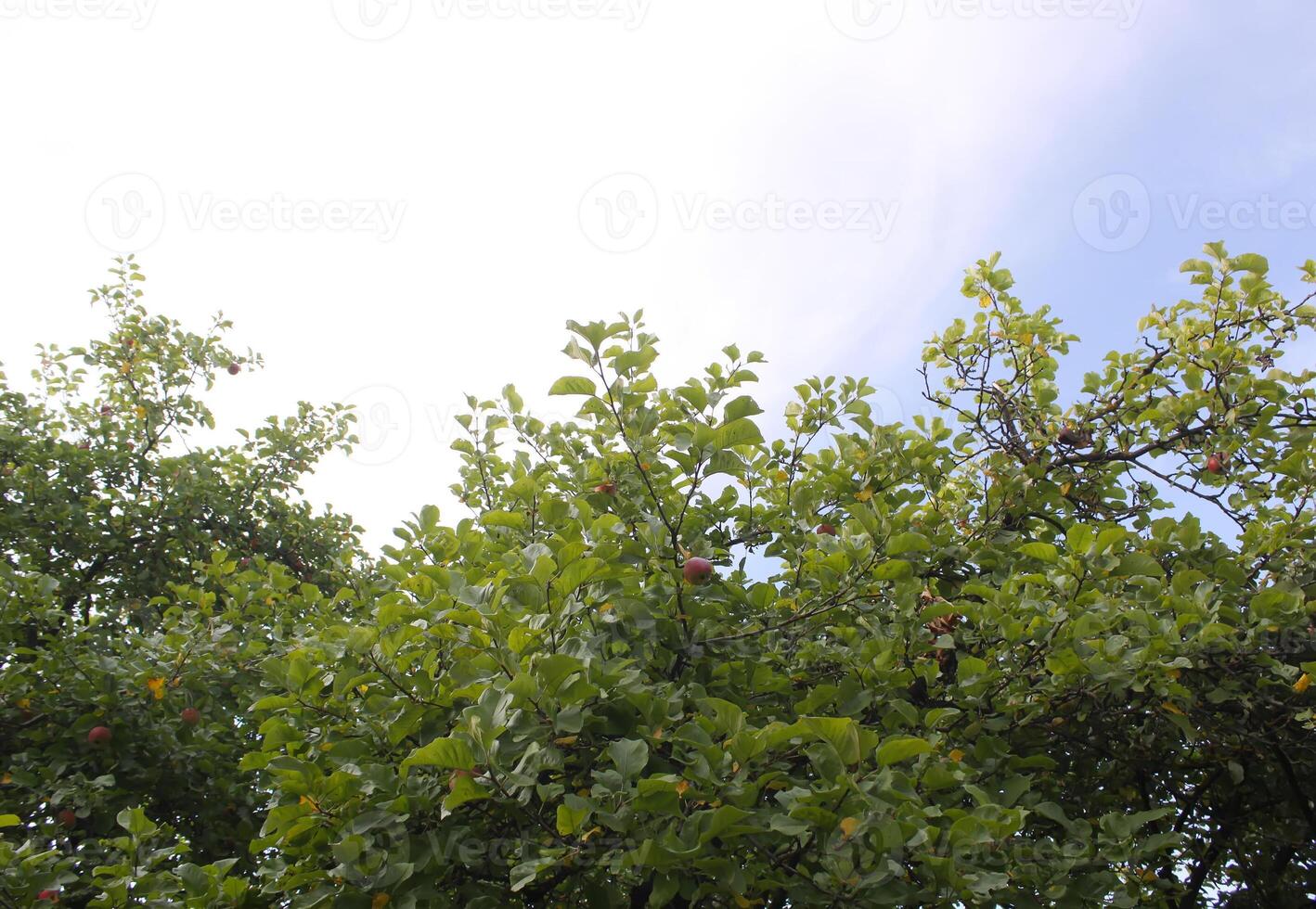 Red apples on a tree photo