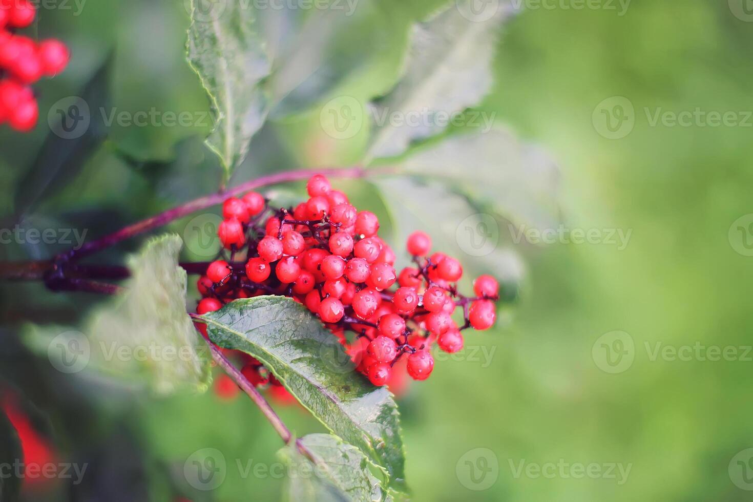 Sambucus racemosa, common red elderberry, red-berried elder berries on the branch in the garden. photo