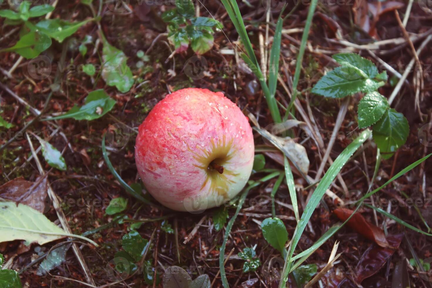 Ripe apples on a tree photo