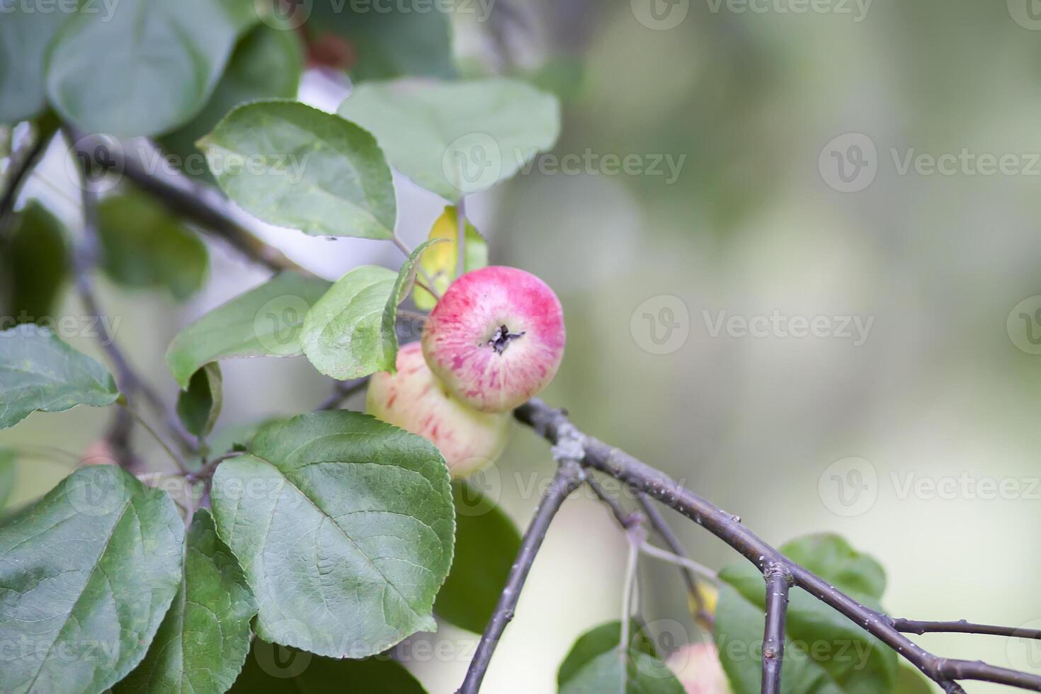 rojo maduro manzanas en árbol rama foto