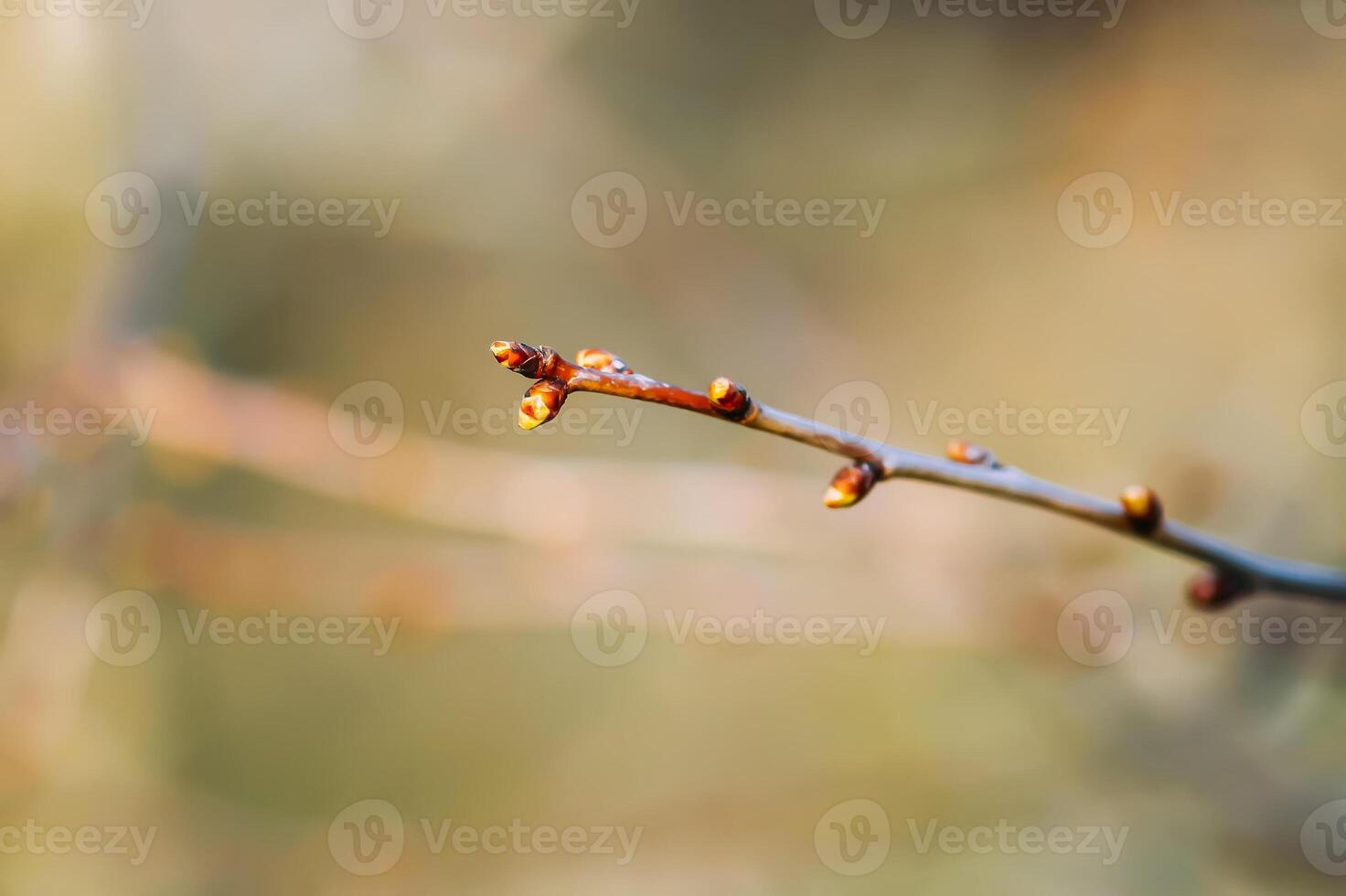 Buds and first leaves on tree branches. photo