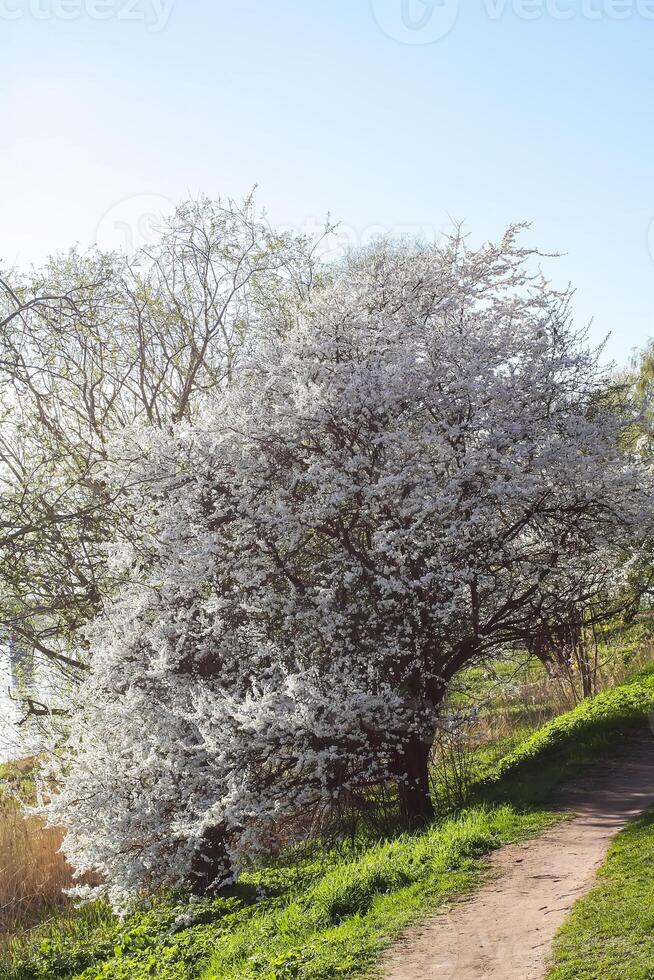 Spring landscape with blooming apple trees. photo