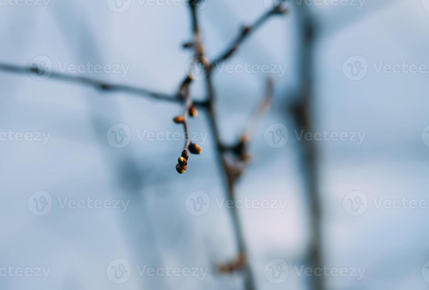 brotes y primero hojas en árbol sucursales. foto