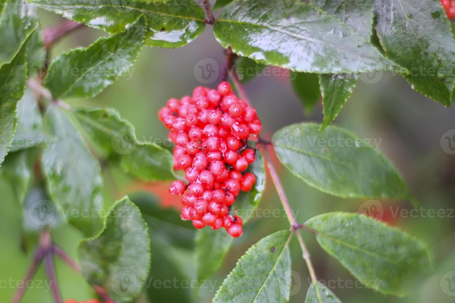 Sambucus racemosa, common red elderberry, red-berried elder berries on the branch in the garden. photo