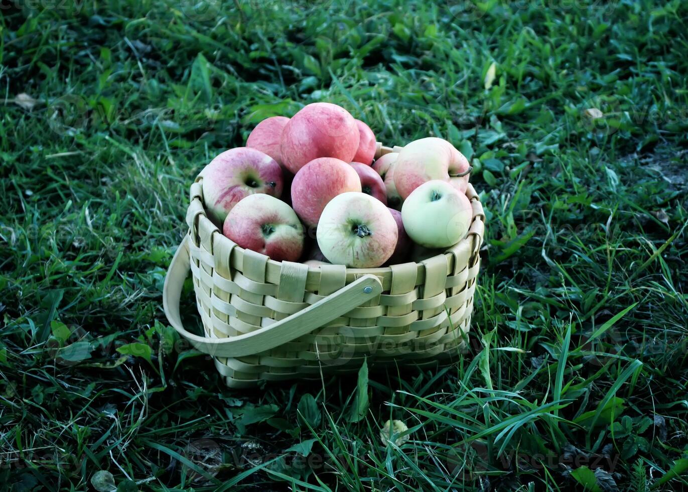 Fresh ripe apples in a basket in the summer garden photo
