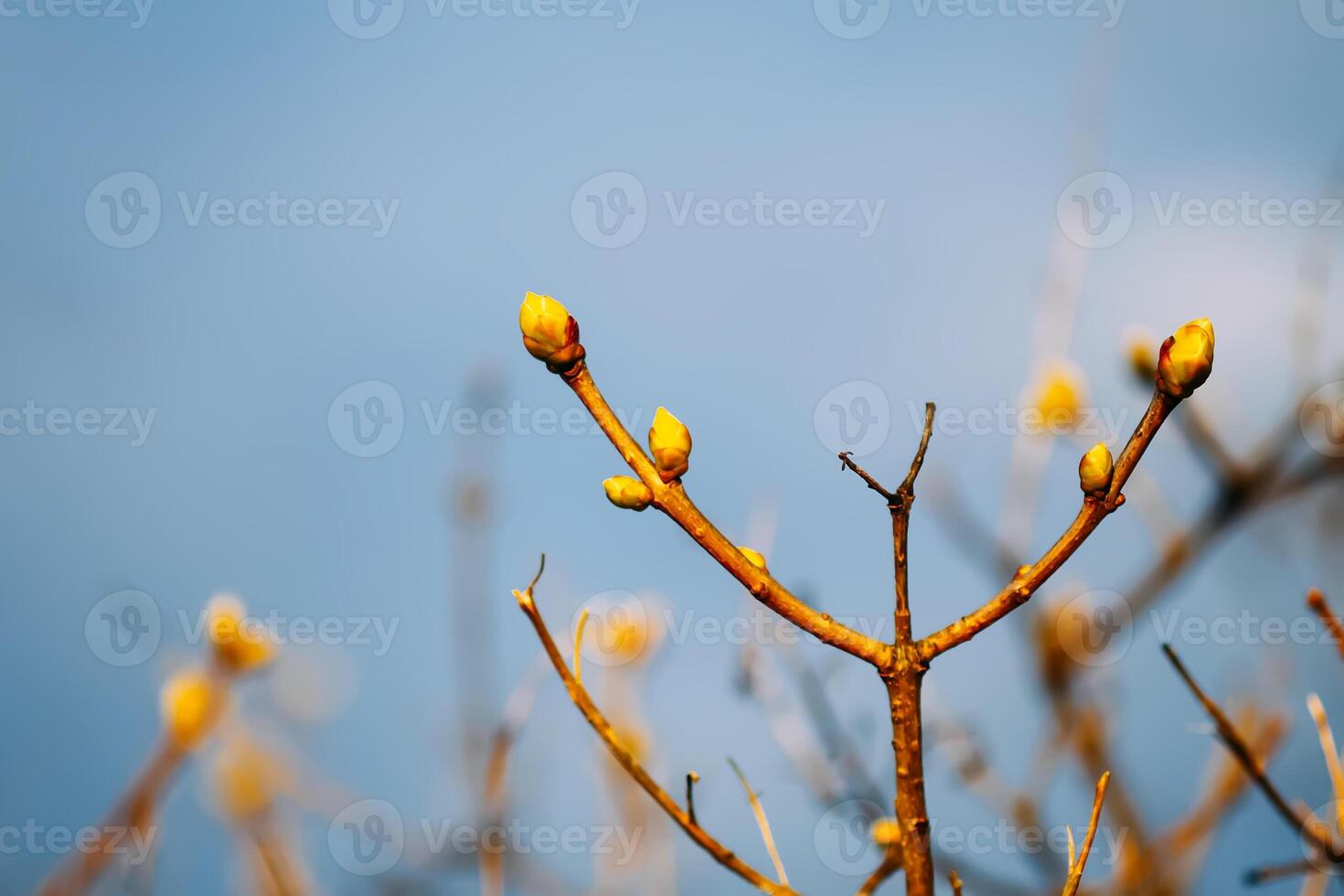 Buds and first leaves on tree branches. photo