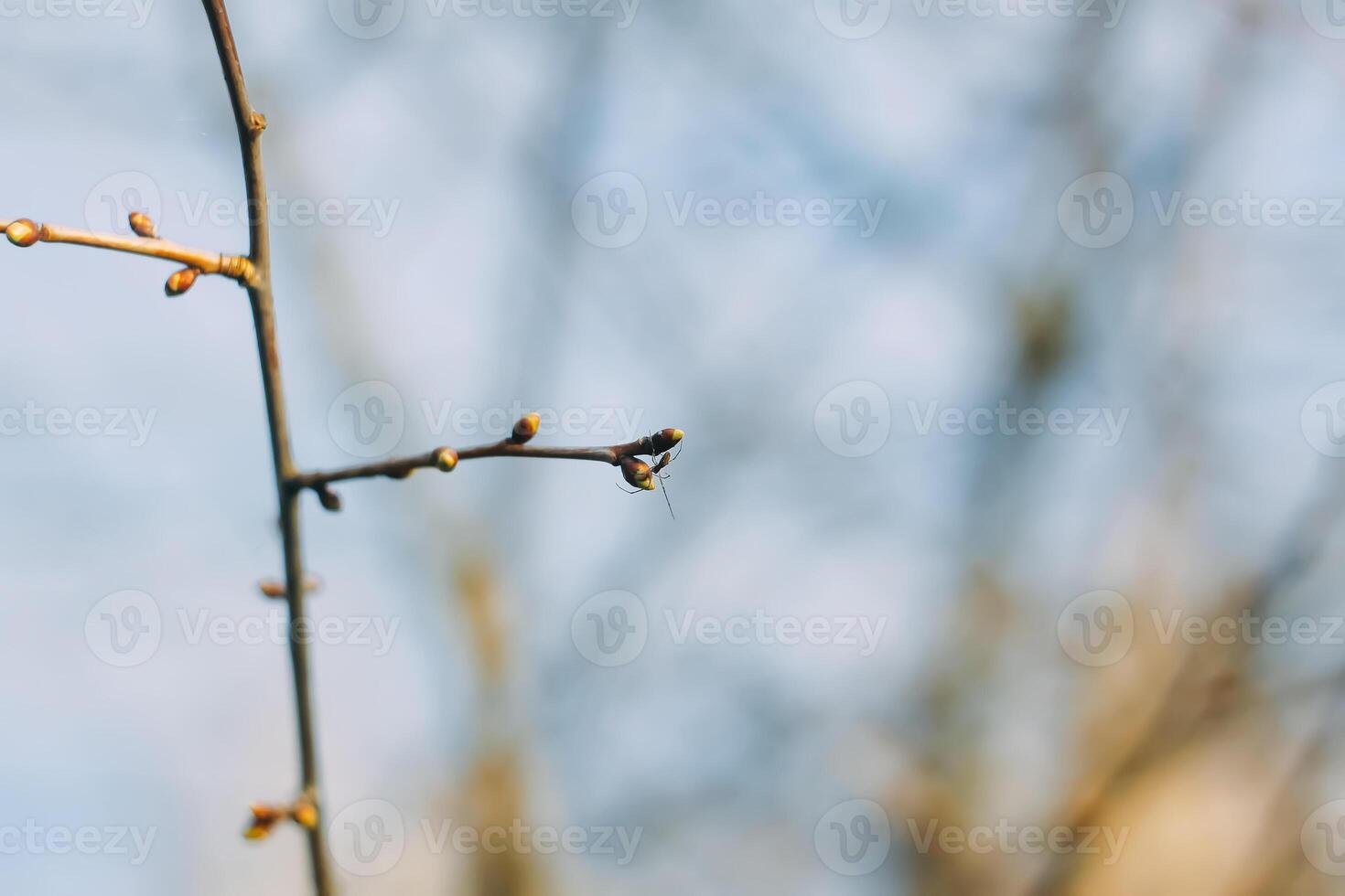 Buds and first leaves on tree branches. photo