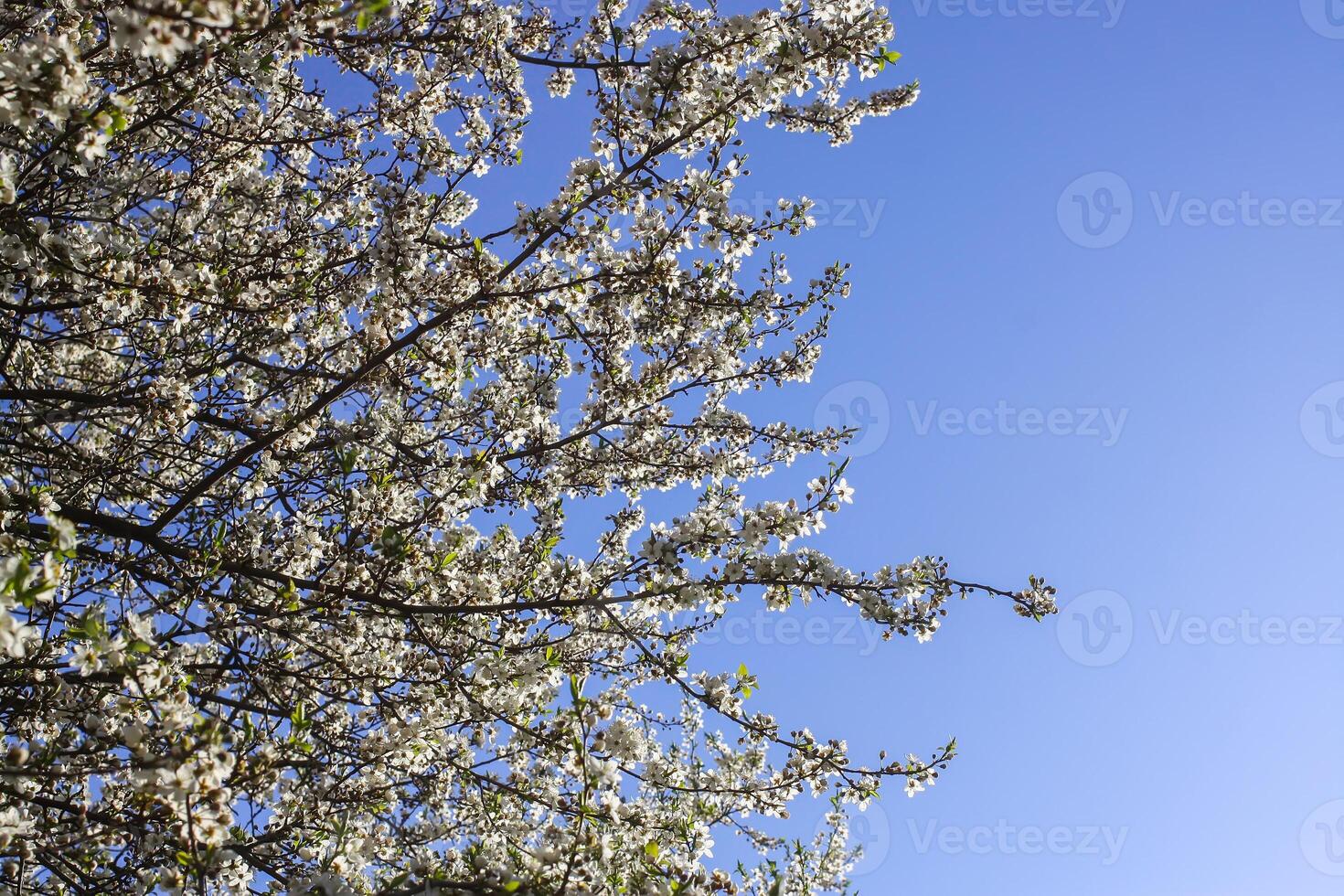 Bunches of appe tree blossom with white flowers against the blue sky background. photo