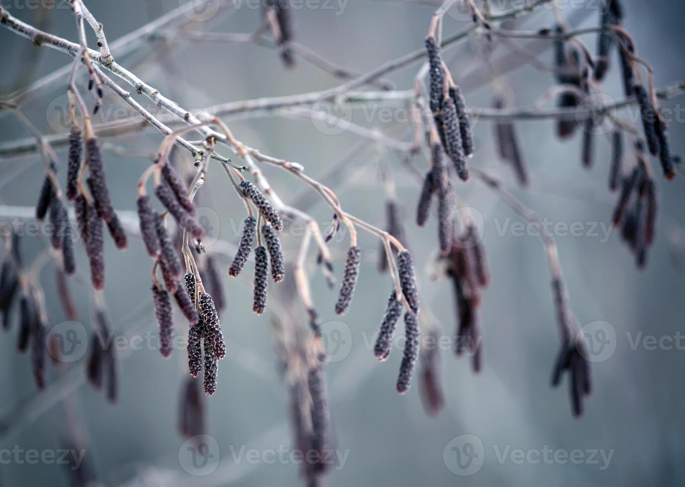 Tree branches close up photo