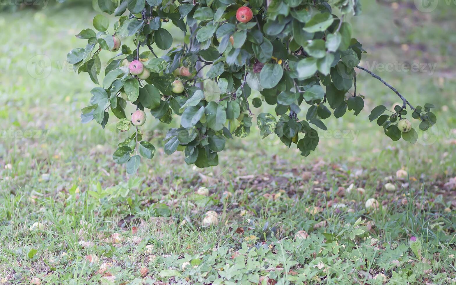 Red ripe apples on tree branch photo