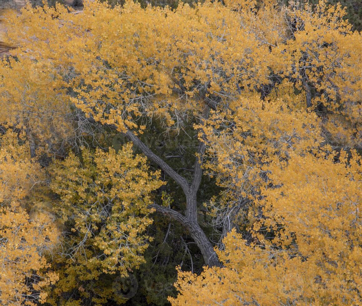 Zion Fall Colors photo