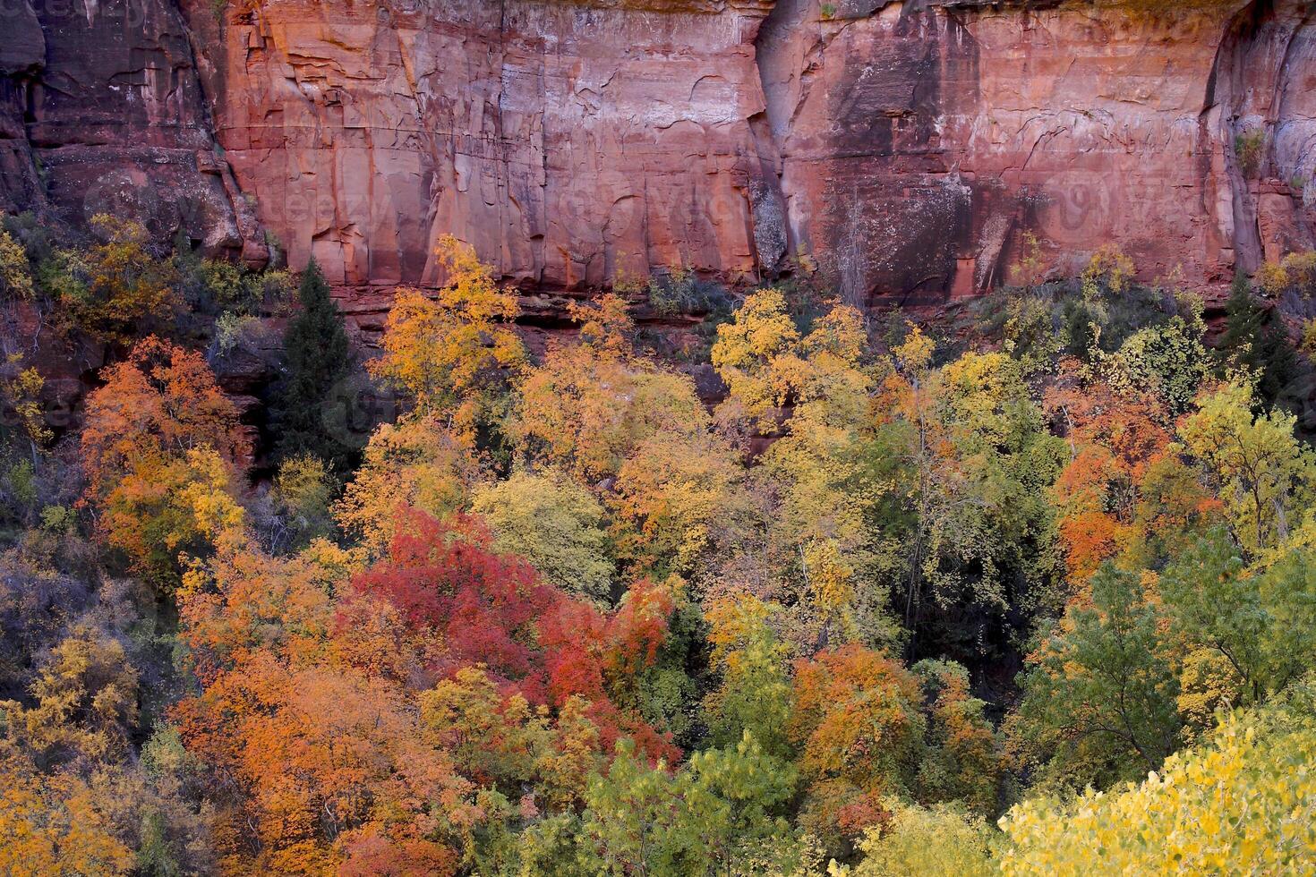 Fall in Zion photo