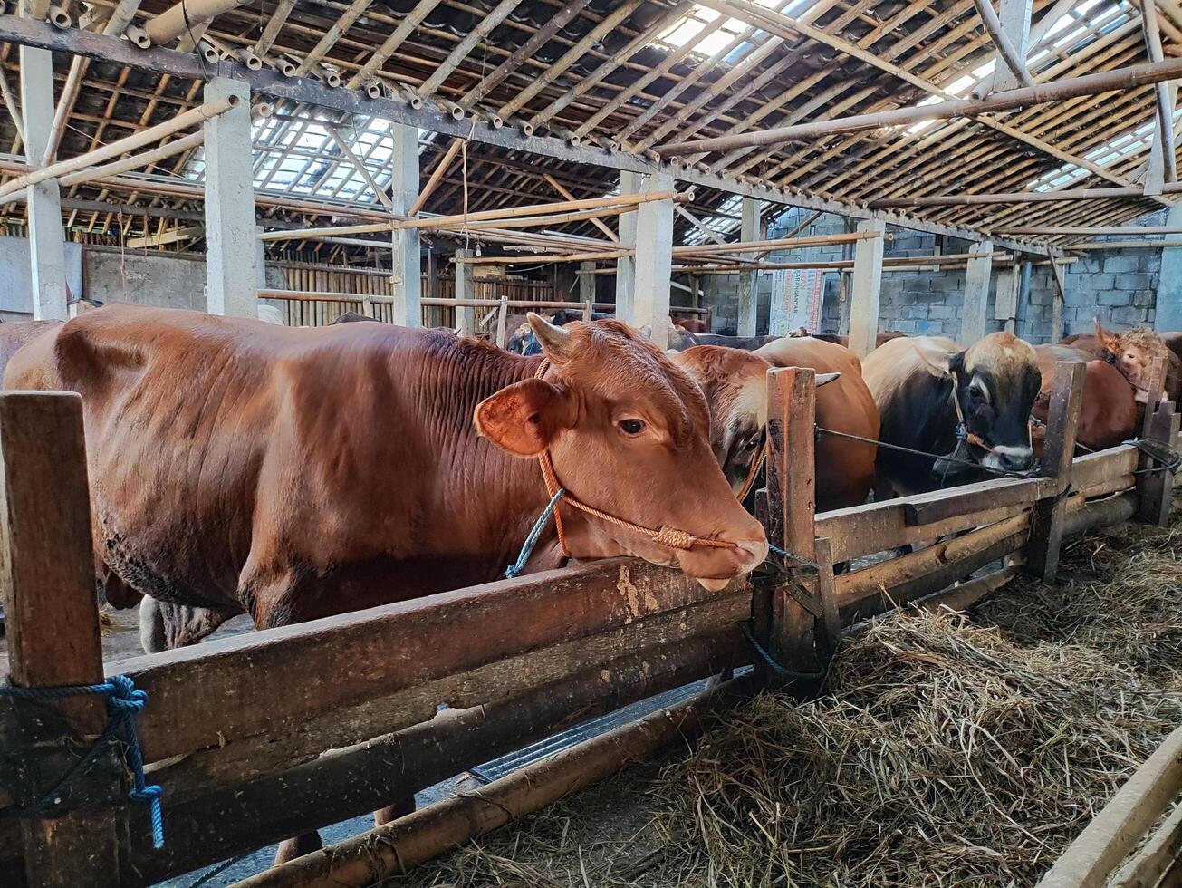 agricultores tener empezado media vacas en preparación para el eid al qurban fiesta foto