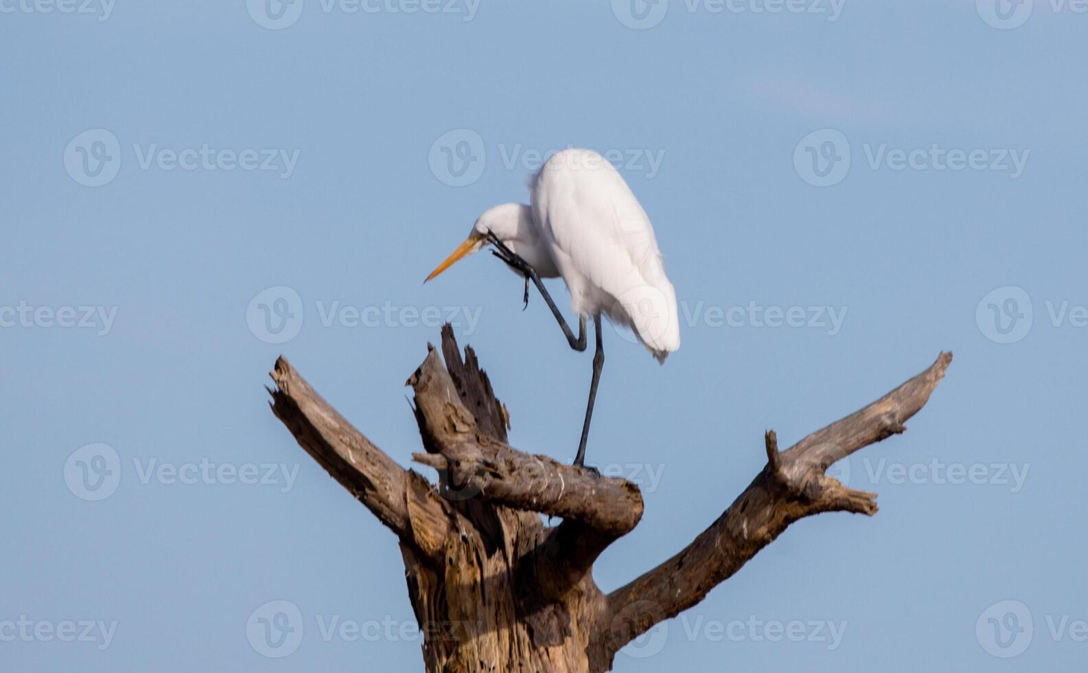 Giant Egrets at Chincoteague photo