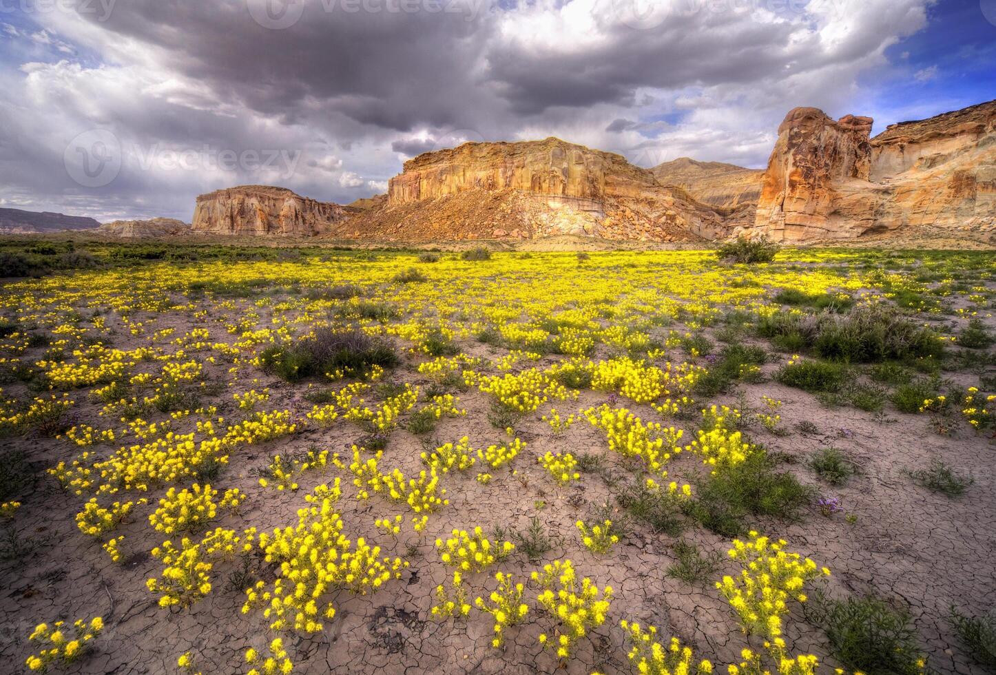 Wahweap Creek Blooms photo