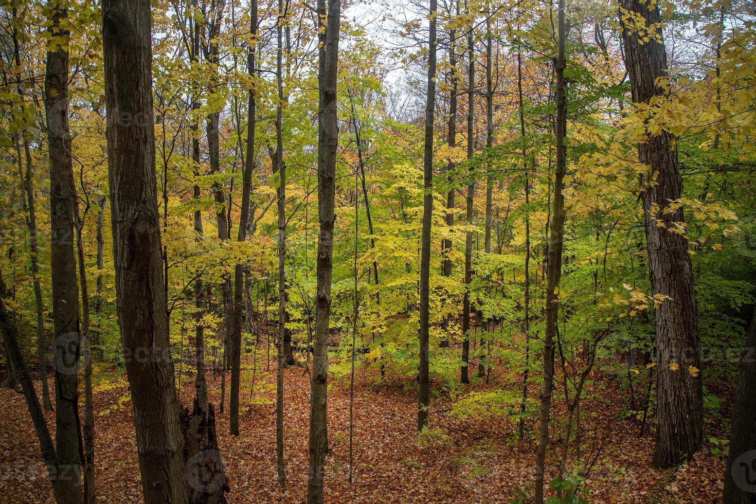 Vermont Fall Colors photo