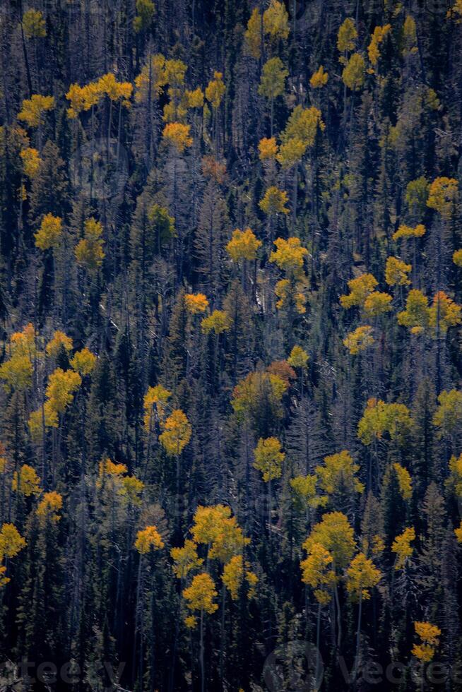 álamos en otoño foto