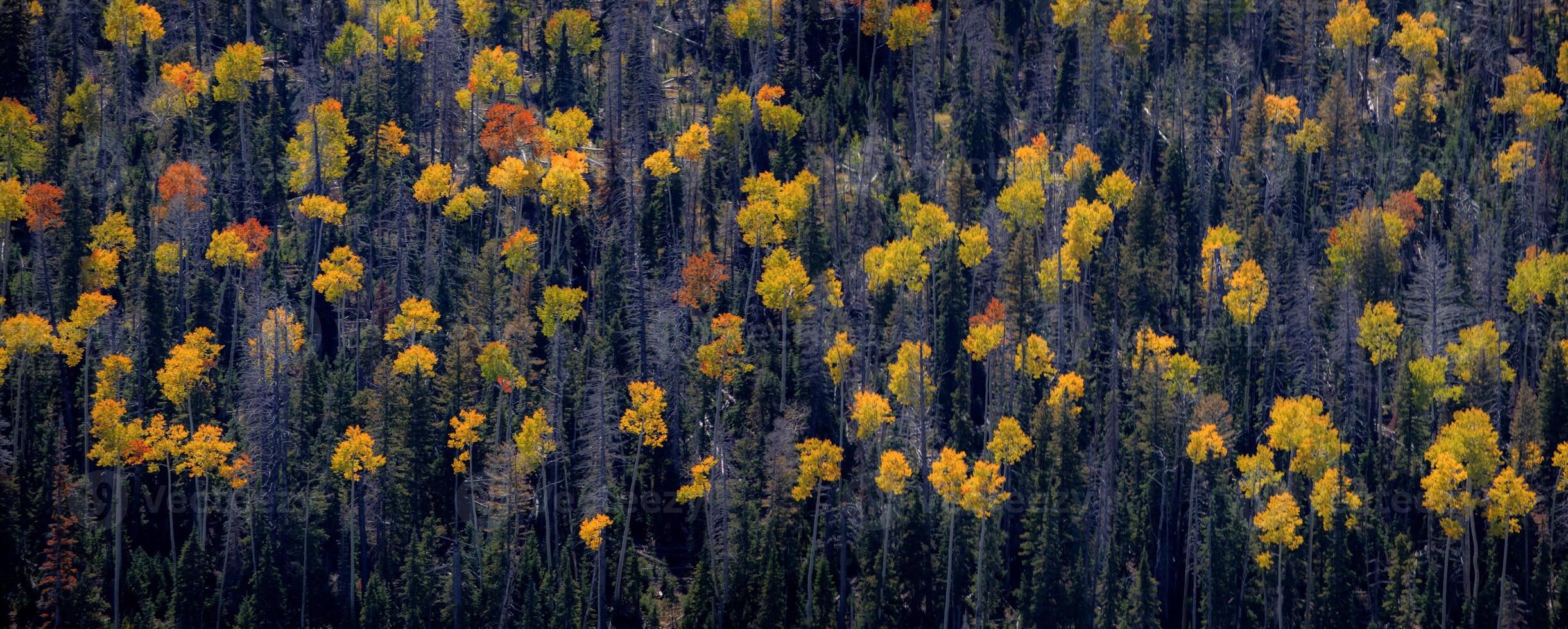 Aspens In Fall photo