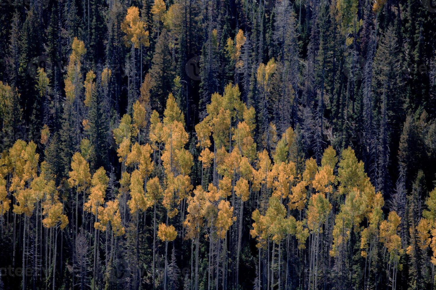 otoño en Utah campo foto