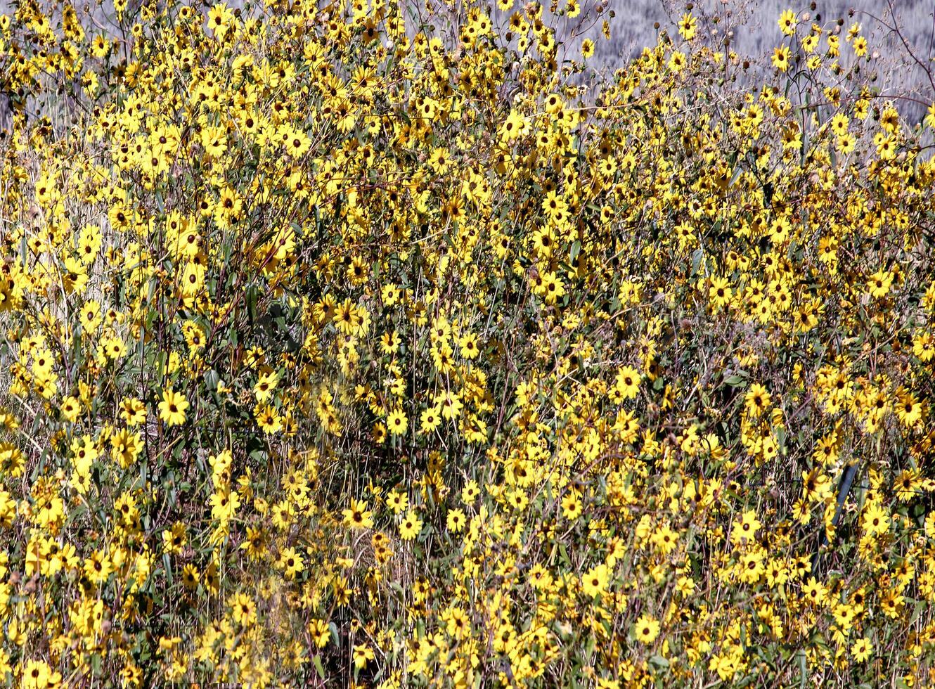 Autumn Sunflowers Flora photo