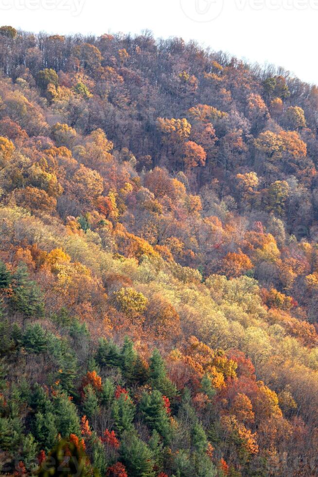 otoño desde azul cresta avenida foto