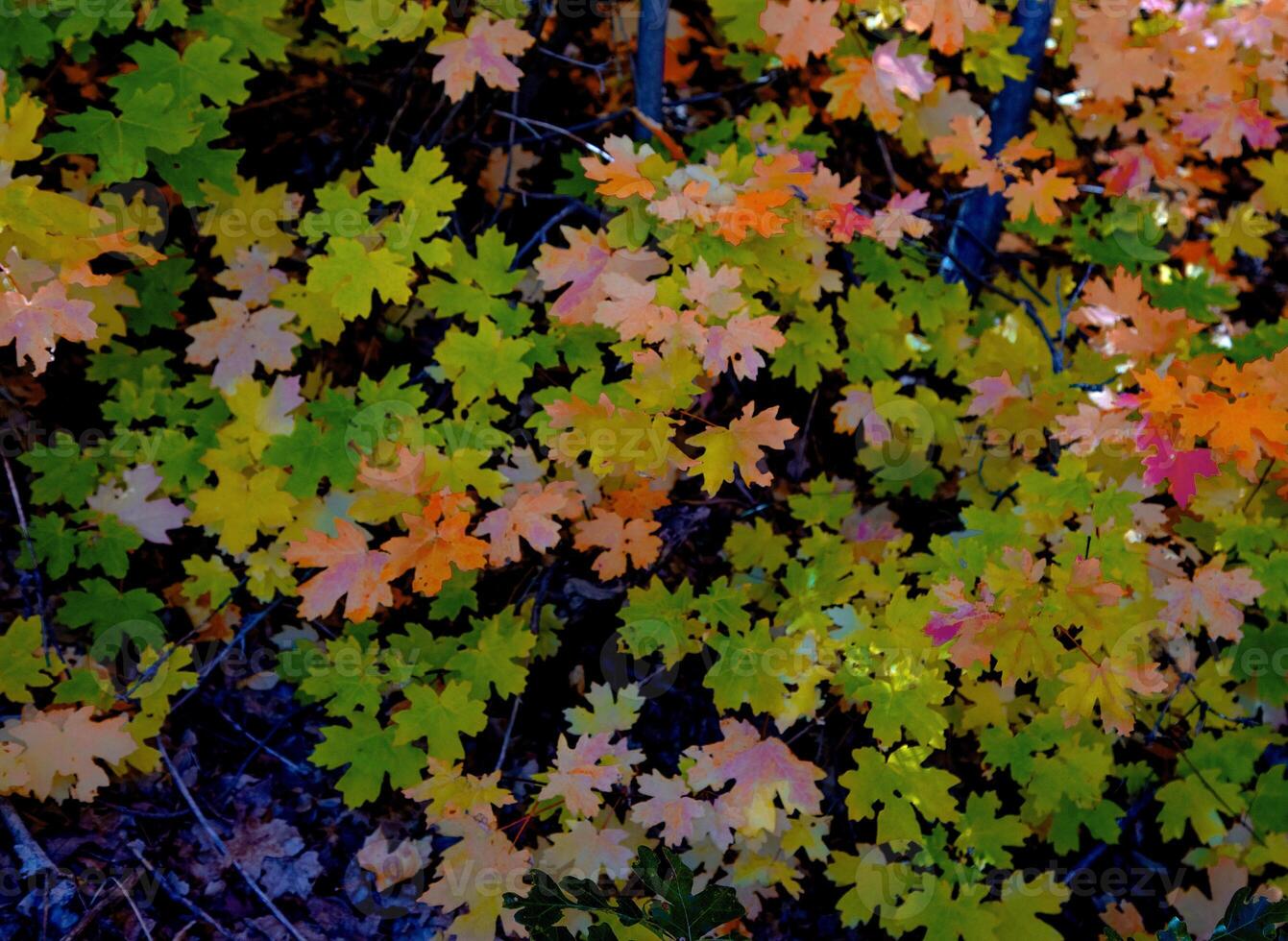 Autumn in Utah Countryside photo